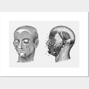 Human Skull Muscular Diagram - Dual View Posters and Art